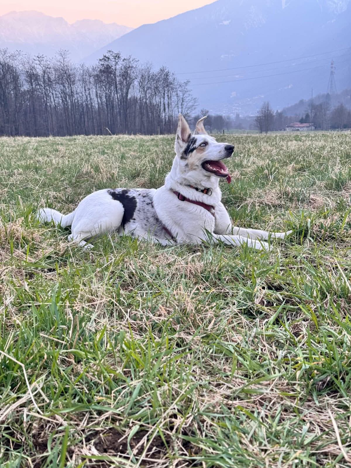 Foto di Arya è stata adottata!