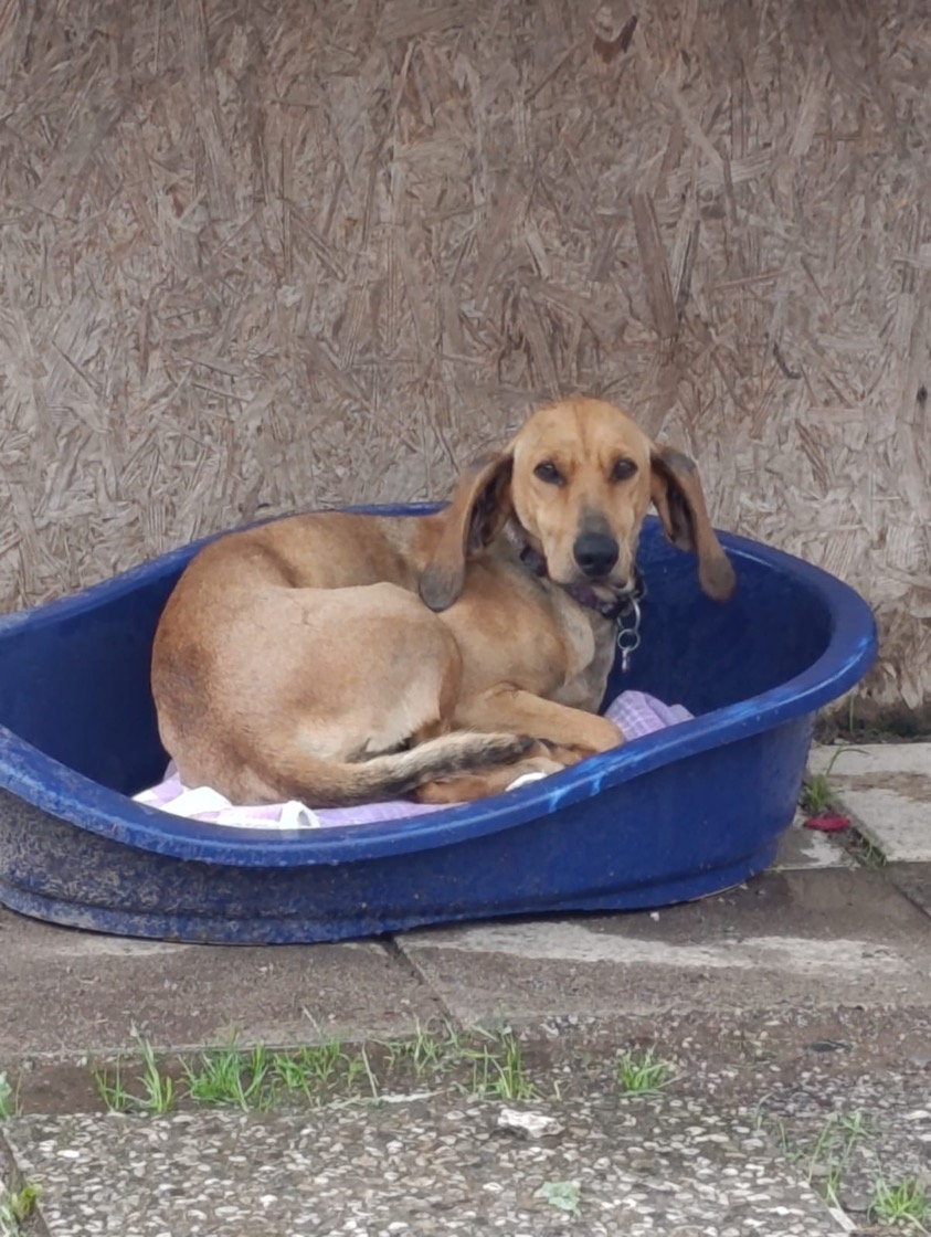 Foto di Bella