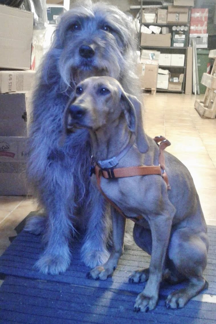 Foto per la storia Storie dal Rifugio