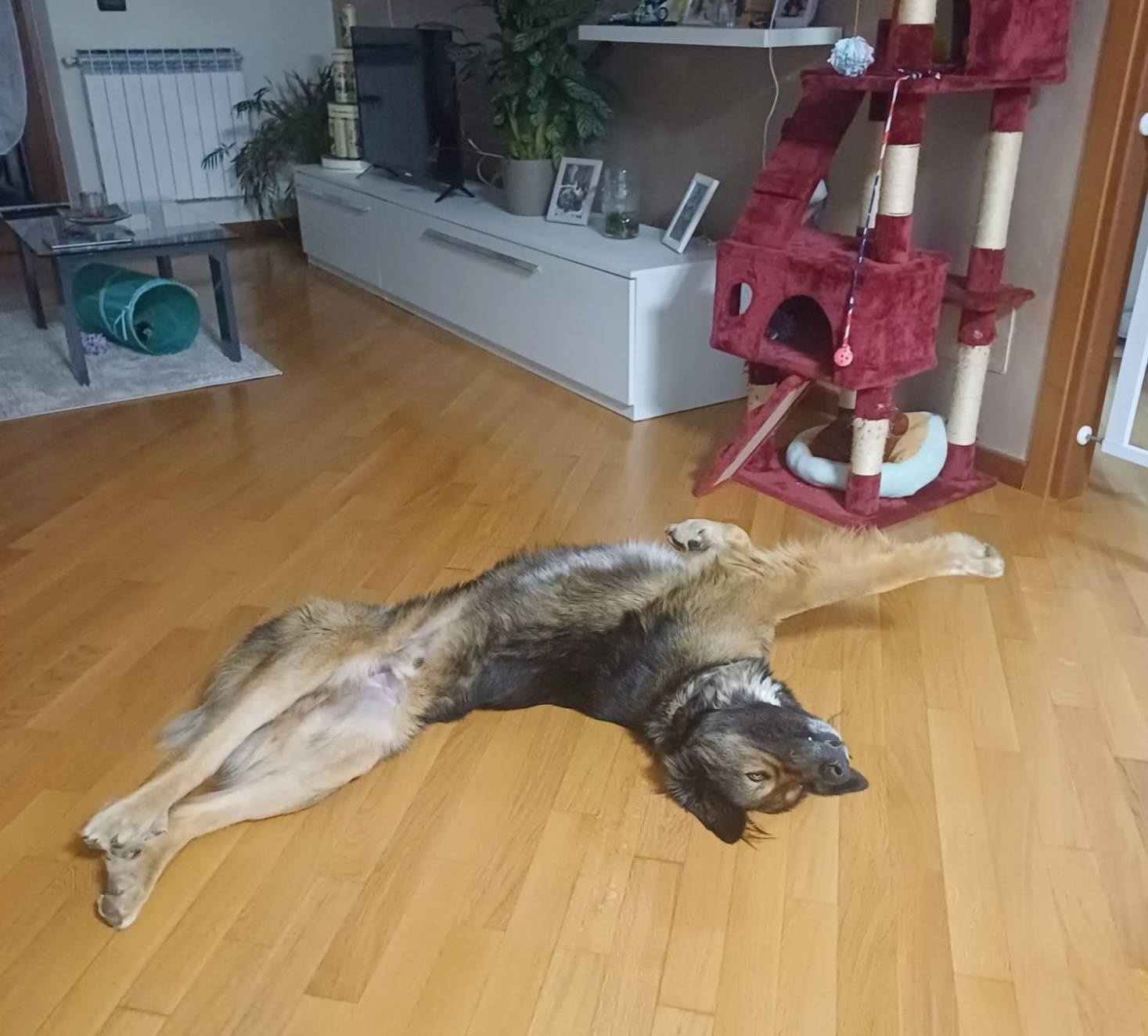 Foto di Cooper è stato adottato!