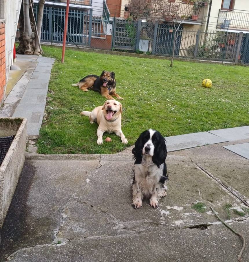 Foto di Cooper è stato adottato!