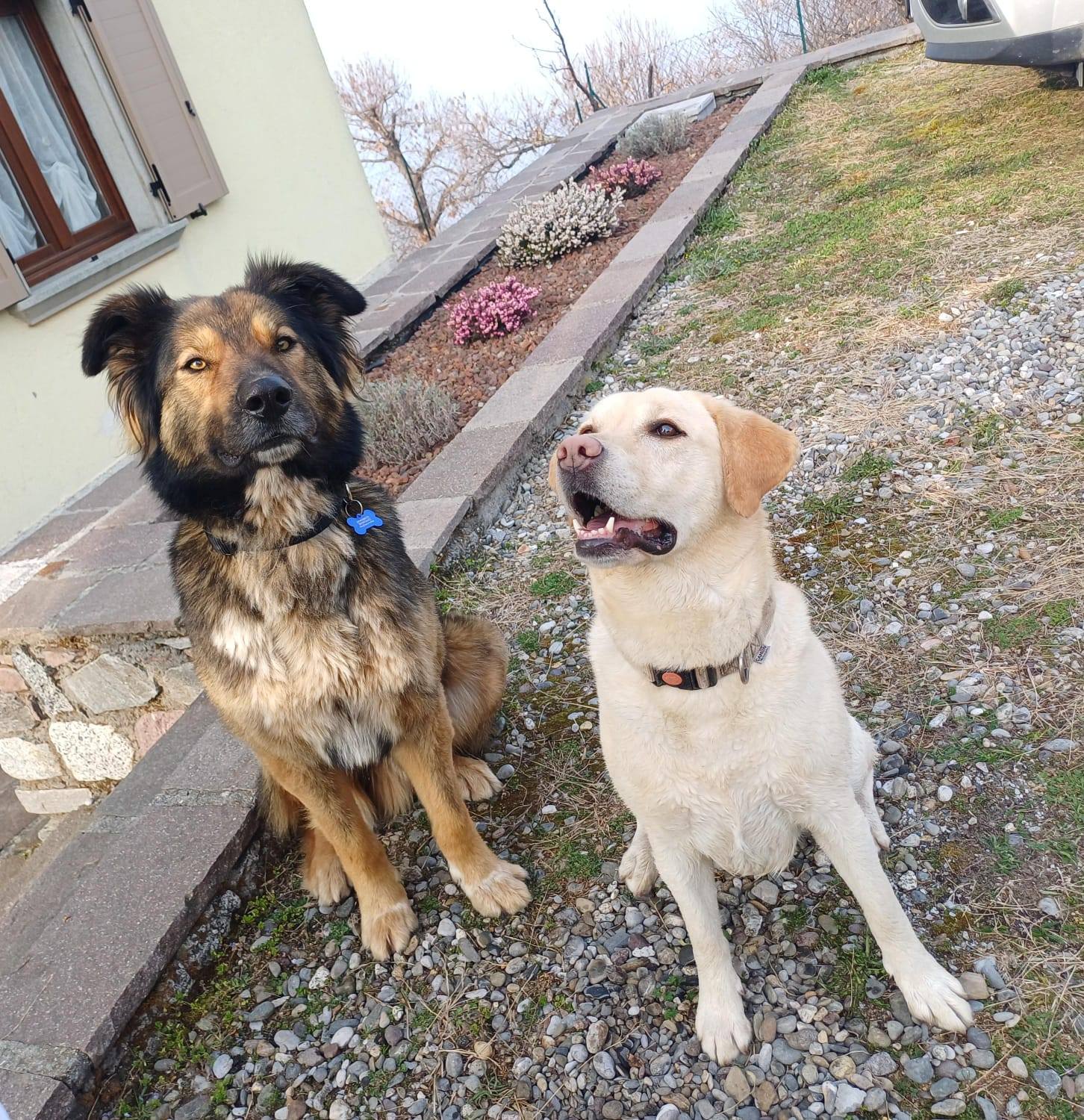 Foto di Cooper è stato adottato!