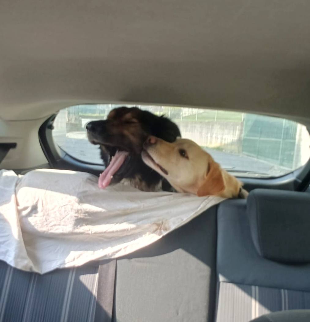 Foto di Cooper è stato adottato!