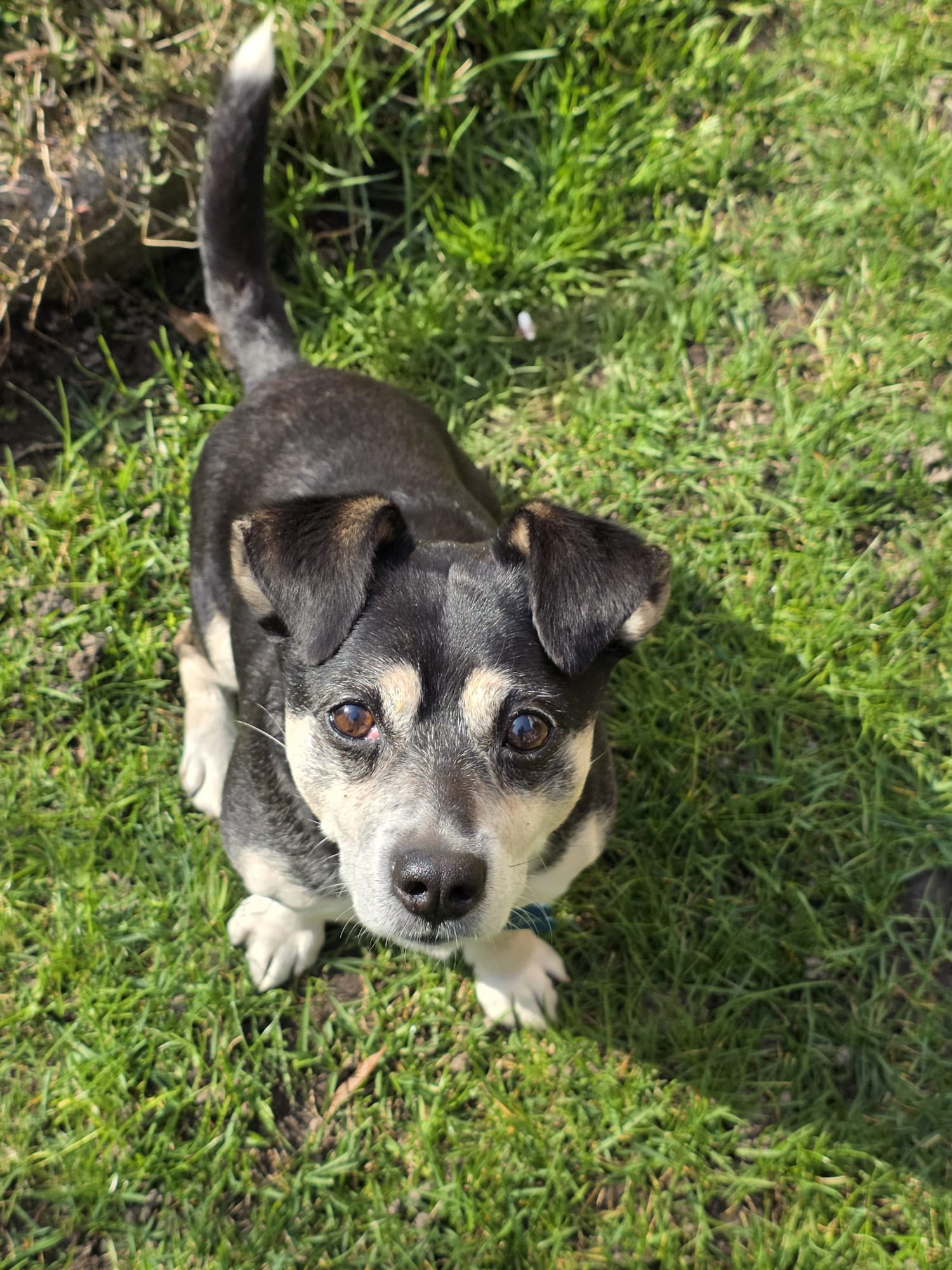 Foto per la storia Kiro è stata adottato!