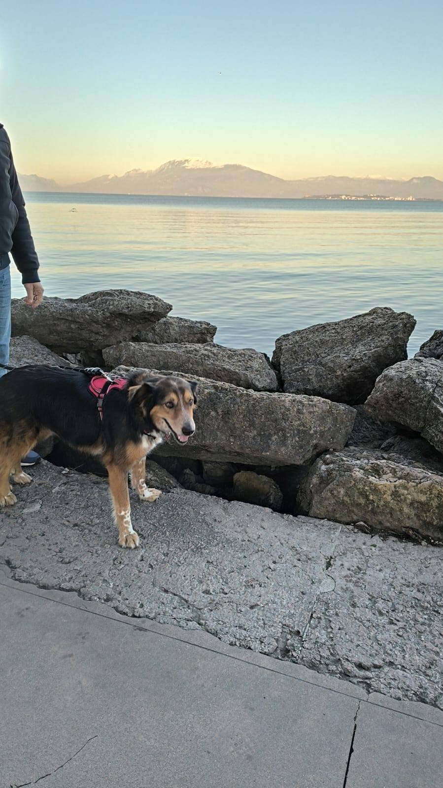 Foto di Sally è stata adottata!